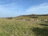 Maison à construire à Carlus (81990) 2183277-3177annonce120250213wTePq.jpeg Oc Résidences