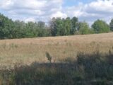 Terrain à bâtir à Puygouzon (81990) 2186388-3180annonce120241017y3H1o.jpeg Oc Résidences