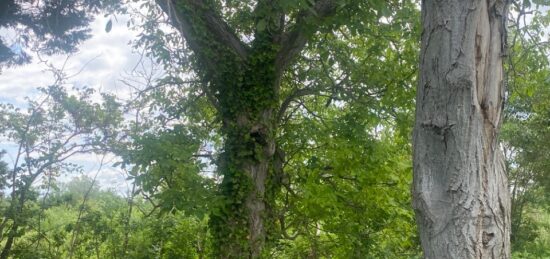 Terrain à bâtir à Coursan, Occitanie