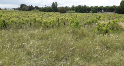 Bizanet Maison neuve - 2288883-11177annonce2202509306KinJ.jpeg Oc Résidences