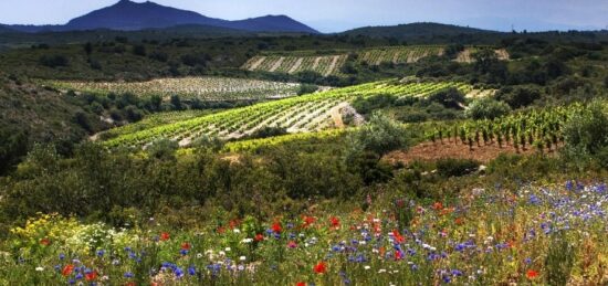 Terrain à bâtir à Baixas, Occitanie