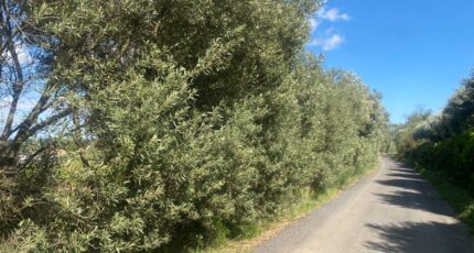 Ginestas Maison neuve - 2297475-11177annonce220251007p6e2O.jpeg Oc Résidences