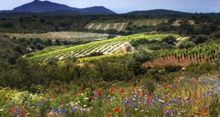 Baixas Maison neuve - 2274113-11379annonce120250917C6JJV.jpeg Oc Résidences