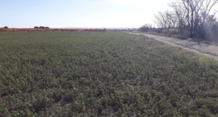 Rieux-Minervois Terrain à bâtir - 2316359-11177annonce120251024a11rn.jpeg Oc Résidences