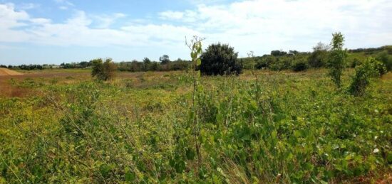 Terrain à bâtir à , Hérault