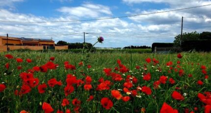 Pomérols Maison neuve - 2364113-11177annonce220251210lcUz1.jpeg Oc Résidences