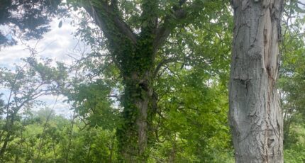 Quarante Terrain à bâtir - 2664190-11177annonce120260611q3pPm.jpeg Oc Résidences